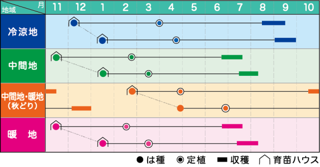 夏柱 | Vilmorin Mikado Japan