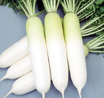 Varieties | Vilmorin Mikado Japan