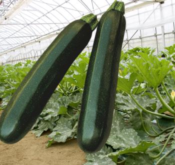 Varieties | Vilmorin Mikado Japan