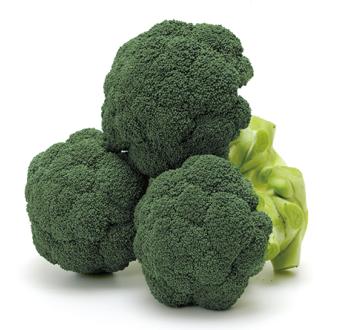 公式の  | Varieties Vilmorin Japan Mikado 野菜