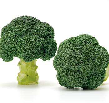 Varieties | Vilmorin Mikado Japan