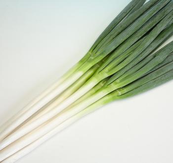 夏柱 | Vilmorin Mikado Japan