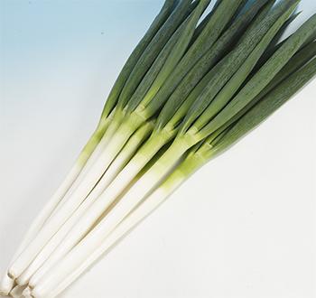 Varieties | Vilmorin Mikado Japan