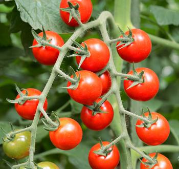 トマト　4点 大崎上島のクラフトビール Saison Tomato 12本セット トマトフレーバー