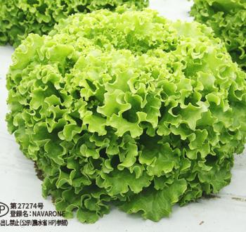 Varieties | Vilmorin Mikado Japan