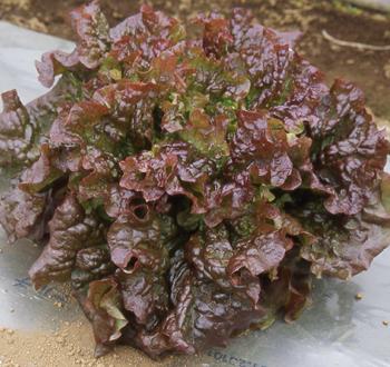 ヒストリカル♡レア品種 イングリッシュ 楽天市場】ENGLISH GUILD イングリッシュギルド Bees Rich Cream