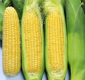 サニーショコラ88 | Vilmorin Mikado Japan