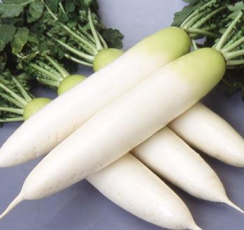 Varieties | Vilmorin Mikado Japan