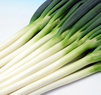 冬の宝山 | Vilmorin Mikado Japan