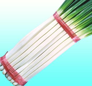 夏柱 | Vilmorin Mikado Japan