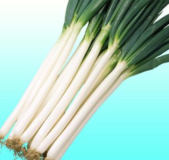 金長 | Vilmorin Mikado Japan