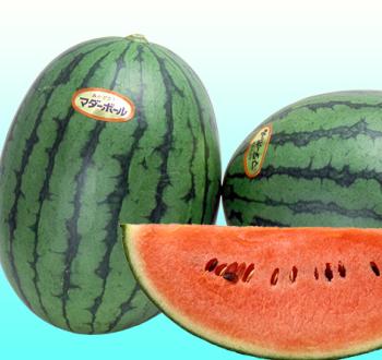 Varieties | Vilmorin Mikado Japan