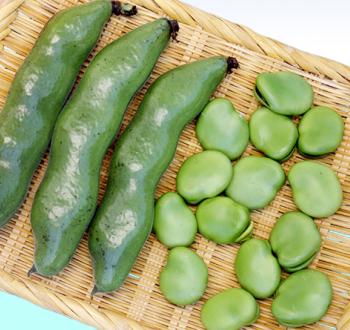 Varieties | Vilmorin Mikado Japan