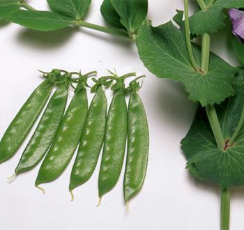 ニムラサラダスナップ スナップエンドウ1L×4袋セット ニムラ サラダ