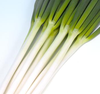 ネギ　夏柱　6000粒　有効期限５月 送料無料 [ねぎ] 夏扇パワー 3ml(粒数目安およそ500粒) (株